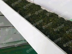 構(gòu)樹葉烘干現(xiàn)場